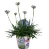 Agapanthus, In 17cm-pot -Tuingereedschap Winkel agapanthus in 17cm pot 1000x1000 6247101b623b5 l