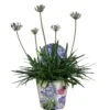 Agapanthus XL, In 24cm-pot -Tuingereedschap Winkel agapanthus xl in 24cm pot 1000x1000 645385e05b20b l