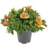 Alstroemeria, In 19cm-pot 1 Alstroemeria, In 19cm-pot -Tuingereedschap Winkel alstroemeria in 19cm pot 1000x1000 625ecc05d4f2e l