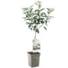 Appelboom (Malus Dom. Elstar Patio), In Pot -Tuingereedschap Winkel appel malus dom elstar patio 1116x1116 623c76e1b09bb l