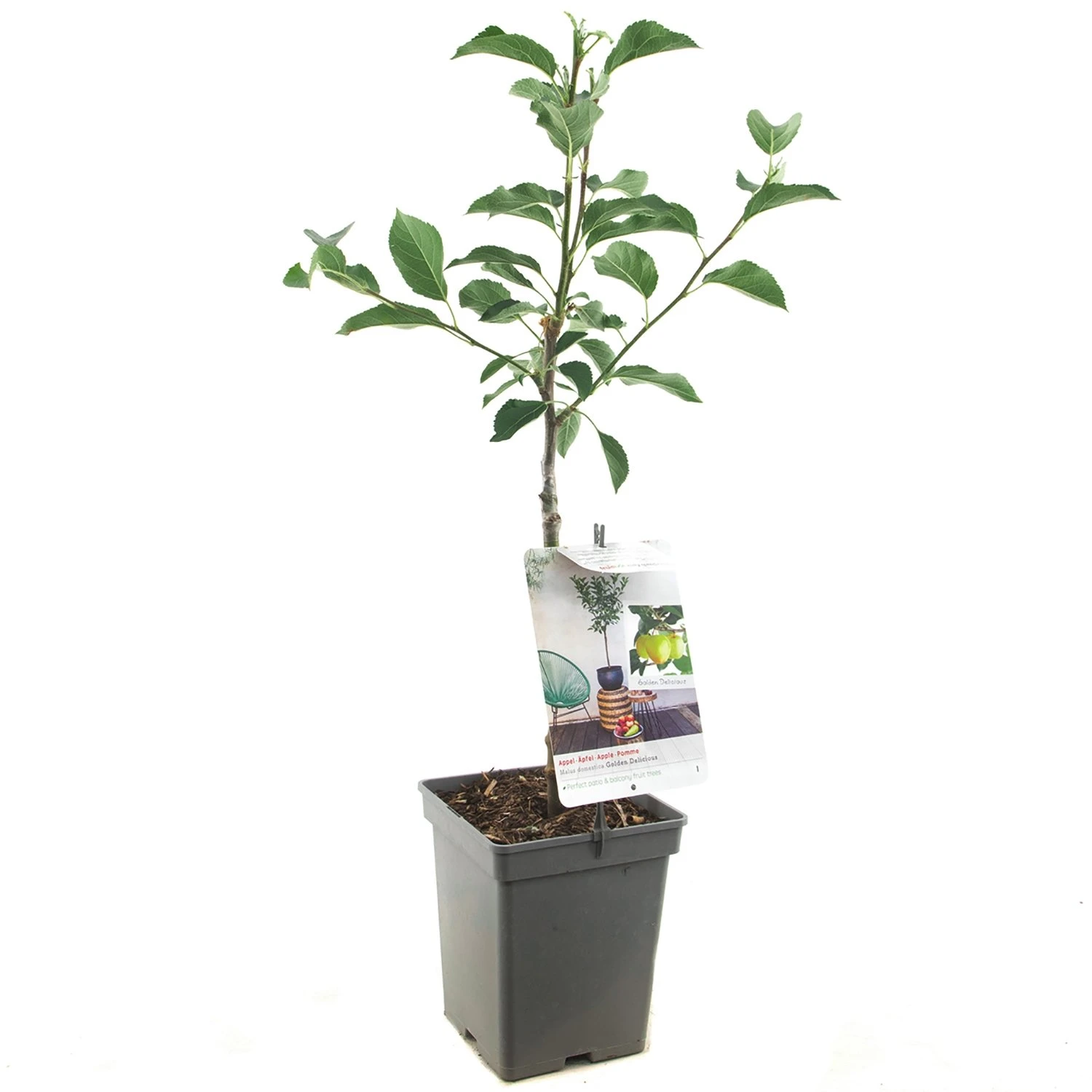 Appelboom (Malus Dom. Golden Delicious Patio), In Pot 3 Appelboom (Malus Dom. Golden Delicious Patio), In Pot