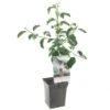 Appelboom (Malus Dom. Jonagold Patio), In Pot 1 Appelboom (Malus Dom. Jonagold Patio), In Pot -Tuingereedschap Winkel appel malus dom jonagold patio 1272x1272 623c76e329b03 l