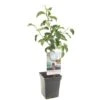 Appelboom (Malus Dom. Rode Boskoop Patio), In Pot -Tuingereedschap Winkel appel malus dom rode boskoop patio 1322x1322 623c76e3e7462 l