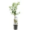 Appelboom Wonder Tree Delcorf 2 Appelboom Wonder Tree Delcorf -Tuingereedschap Winkel appelboom wonder tree delcorf 1500x1500 624ecdbba8642 l