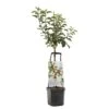 Appelboom Wonder Tree Santana 1 Appelboom Wonder Tree Santana -Tuingereedschap Winkel appelboom wonder tree santana 1500x1500 624ece981098b l