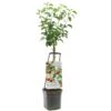 Appelboom Wonder Tree Topaz 1 Appelboom Wonder Tree Topaz -Tuingereedschap Winkel appelboom wonder tree topaz 1500x1500 624ed209e86d2 l