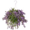 Campanula Addenda, In 27cm-hangpot -Tuingereedschap Winkel campanula addenda in 27cm hangpot 1000x1000 625ecc0a4bfff l