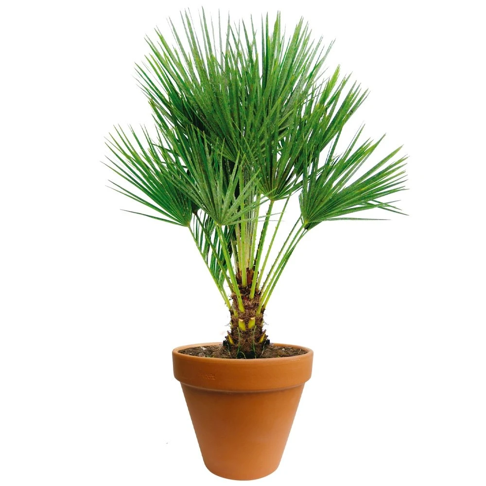 Chamaerops Palm 90cm Hoog, In 24cm-pot 3 Chamaerops Palm 90cm Hoog, In 24cm-pot