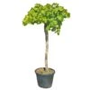 Druivenboom, In 45 Liter-pot -Tuingereedschap Winkel druivenboom in 45 liter pot 1000x1000 625410af02b97 l