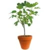 Ficus Carica 150-170 Hoog, In 27cm-pot -Tuingereedschap Winkel ficus carica 150 170 hoog in 27cm pot 1000x1000 625410af61732 l