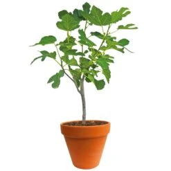Ficus Carica 150-170 Hoog, In 27cm-pot