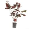 Hazelnotenboom (Corylus Avellana Roter Zeller), In Pot -Tuingereedschap Winkel hazelnoot corylus avellana roter zeller 1500x1500 623c768808f98 l