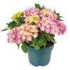 Hortensia Double Dutch, In 23cm-pot 2 Hortensia Double Dutch, In 23cm-pot -Tuingereedschap Winkel hortensia double dutch in 23cm pot 1000x1000 641d68c0ec818 l