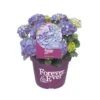 Hortensia Forever&Ever, In 23cm-pot -Tuingereedschap Winkel hortensia forever ever in 23cm pot 1000x1000 6427f57c35193 l