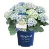 Hortensia Magical, In 23cm-pot -Tuingereedschap Winkel hortensia magical in 23cm pot 1000x1000 641d69dbe002f l