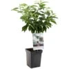 Kersenboom (Prunus Avium Dubbele Meikers Patio), In Pot 1 Kersenboom (Prunus Avium Dubbele Meikers Patio), In Pot -Tuingereedschap Winkel kers prunus avium dubbele meikers patio 1108x1108 623c76f10f03a l