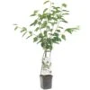 Kersenboom Wonder Tree Lapins 2 Kersenboom Wonder Tree Lapins -Tuingereedschap Winkel kersenboom wonder tree lapins 1500x1500 624ecce6343ee l
