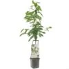 Kersenboom Wonder Tree Regina -Tuingereedschap Winkel kersenboom wonder tree regina 1500x1500 624eccfe76720 l