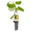 Kiwistruik (Actinidia Ch. Jenny), In Pot -Tuingereedschap Winkel kiwi actinidia ch jenny 1242x1242 623c76d7e0b6a l
