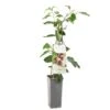 Kiwibes (Actinidia Arguta Ken's Red), In Pot -Tuingereedschap Winkel kiwibes actinidia arguta ken s red 1500x1501 623c76d6ddb50 l
