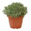 Lavendel, In 25cm-pot 1 Lavendel, In 25cm-pot -Tuingereedschap Winkel lavendel in 25cm pot 800x800 6227356176881 l