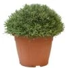 Lavendel, In 35cm-pot 1 Lavendel, In 35cm-pot -Tuingereedschap Winkel lavendel in 35cm pot 800x800 622735622b68f l
