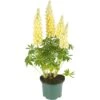 Lupine, In 23cm-pot -Tuingereedschap Winkel lupine in 23cm pot 1000x1000 627b6e69acd34 l
