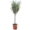 Olijfboom 160cm, In 27cm-pot -Tuingereedschap Winkel olijfboom 160cm in 27cm pot 1000x1000 62568eabda9e9 l