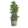 Passiflora, In 19cm-pot -Tuingereedschap Winkel passiflora in 19cm pot 1000x1000 645385e17d30b l