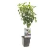 Perenboom (Pyrus Comm. Beurré Hardy Patio), In Pot -Tuingereedschap Winkel peer pyrus comm beurre hardy patio 1500x1500 623c76e829ff3 l