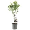 Perenboom (Pyrus Comm. Bonne Louise Patio), In Pot -Tuingereedschap Winkel peer pyrus comm bonne louise patio 1324x1324 623c76eac65d6 l