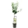 Perenboom Wonder Tree Doyenné Du Comice -Tuingereedschap Winkel perenboom wonder tree doyenne du comice 1500x1500 624ecc33ed183 l