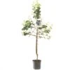 Pruimenboom (Prunus Dom. Bleue De Belgique Leivorm), In Pot -Tuingereedschap Winkel pruim prunus dom bleue de belgique lei 1500x1500 623c766536edc l