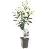 Pruimenboom (Prunus Dom. Opal Patio), In Pot -Tuingereedschap Winkel pruim prunus dom opal patio 1518x1518 623c76ec849dd l