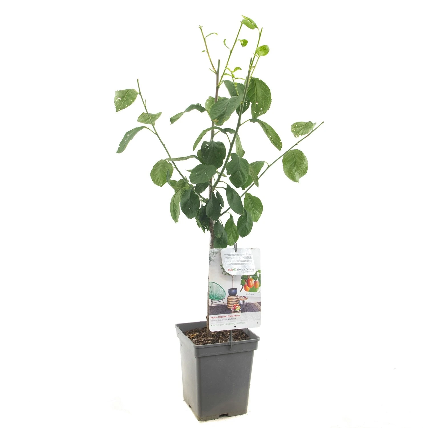 Pruimenboom (Prunus Dom. Victoria Patio), In Pot 3 Pruimenboom (Prunus Dom. Victoria Patio), In Pot