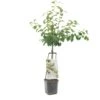 Pruimenboom Wonder Tree Victoria -Tuingereedschap Winkel pruimenboom wonder tree victoria 1500x1500 624eccd041bff l