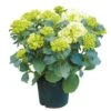 Tuinhortensia, In 23cm-pot 1 Tuinhortensia, In 23cm-pot -Tuingereedschap Winkel tuinhortensia in 23cm pot 1000x1000 6297754c271ec l