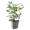 Vijgenboom (Ficus Carica Brown Turkey), In Pot -Tuingereedschap Winkel vijg ficus carica brown turkey 1500x1500 623c76aa6c05a l