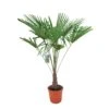 Winterharde Palm 150cm Hoog, In 35cm-pot -Tuingereedschap Winkel winterharde palm 150cm hoog in 35cm pot 1000x1000 6255853d235f6 l