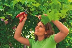 WOLF-Garten Aambeeld Snoeischaar Comfort Plus RS2500 -Tuingereedschap Winkel wolf garten aambeeld snoeischaar comfort plus rs2500 1619177787 1 l